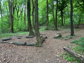 A woods with logs used as benches.