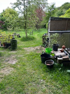 A small grassy clearing with some trees and plant pots.