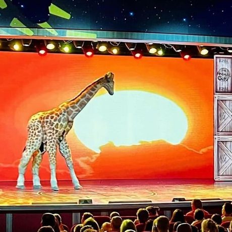 A life-size puppet of a giraffe walks onto a stage. The background shows a sunset making the sky red.