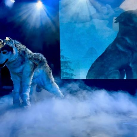 A realistic puppet of a wolf stood on a stage. It it lit in blue and surrounded by smoke.